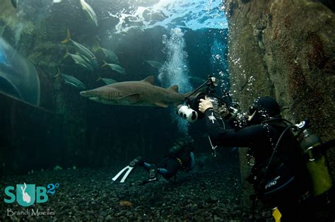 Diving with Sharks in Aquarium | Scuba Diving Magazine