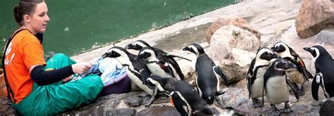 Volunteering Abroad With Animals Projects Abroad