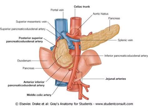 Drenaje Venoso Del Abdomen PPT