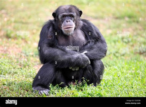 Central Chimpanzee Pan Troglodytes Troglodytes Male Africa Stock