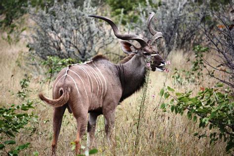 Eastern Cape Kudu Hunting In South Africa