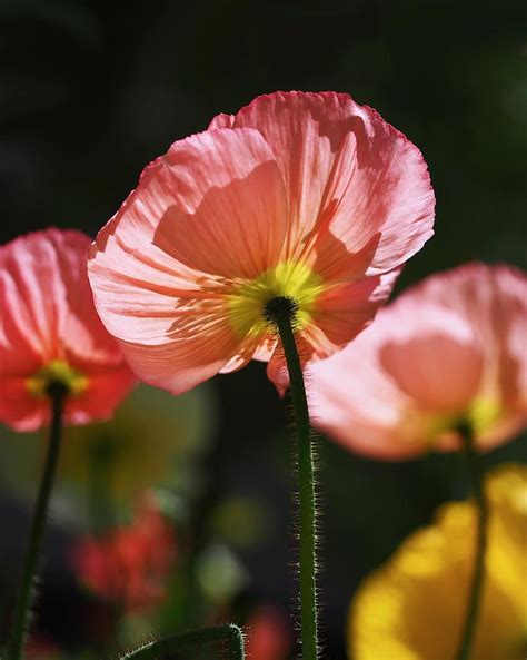 Icelandic Poppies By Rona Black Icelandic Poppies Shade Flowers