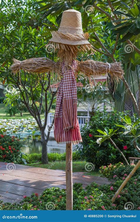 Scarecrow stock photo. Image of paddy, nature, farm, field - 40885200