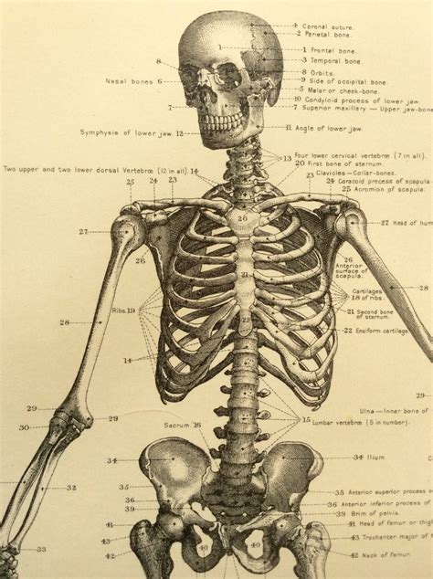 Antique S Victorian Skeleton Print Human Anatomy Bookplate Etsy