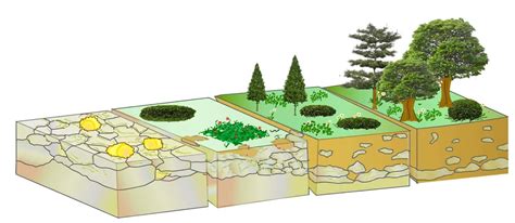 Sucesión ecológica qué es etapas tipos y mecanismos