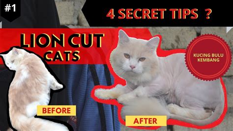 4 SECRET HOW TO LION CUT YOUR CAT S 4 RAHSIA CUKUR BULU KUCING DENGAN