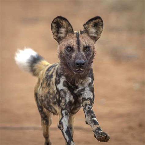 PAINTED WOLF / AFRICAN WILD DOG or CAPE HUNTING DOG#WILDLIFE # ...