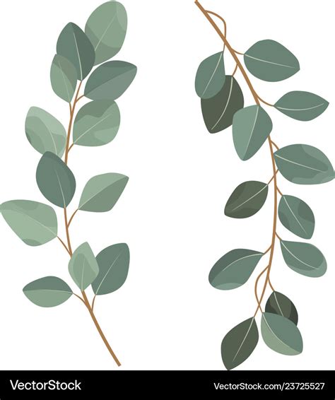 Set Of Eucalyptus Branches Isolated On White Vector Image