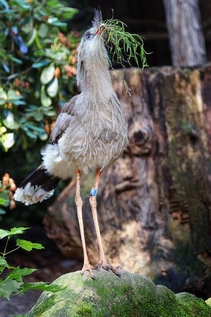 Premium Photo Portrait Of Red Legged Seriema