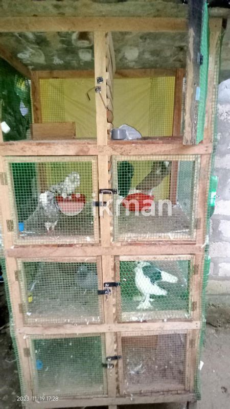 Pigeon With Cage For Sale In Jaffna City Ikman