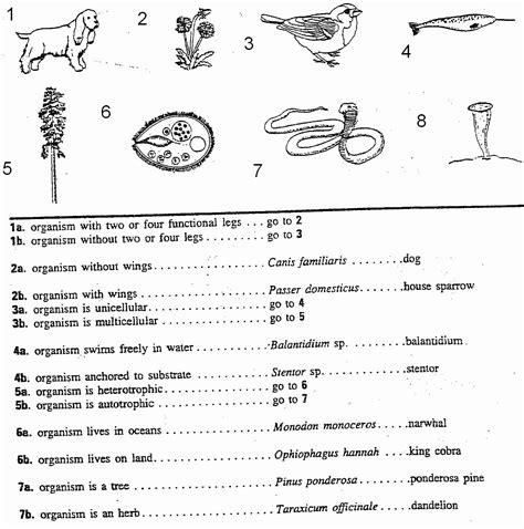 50 Dichotomous Key Worksheet Pdf