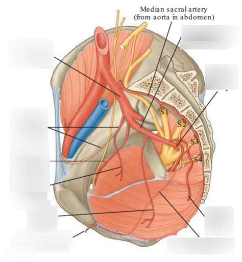 Branches Of The Anterior Trunk Of The Internal Iliac Artery Male