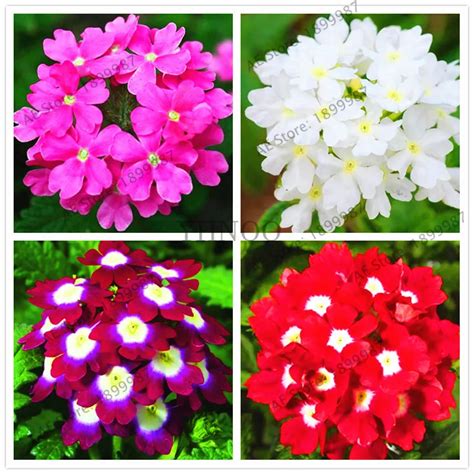 Aliexpress.com : Buy Garden Plant Semi Trailing verbena seeds, Hanging Verbena seeds Purple ...