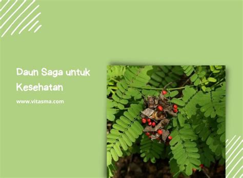 10 Manfaat Daun Saga Yang Berguna Bagi Kesehatan