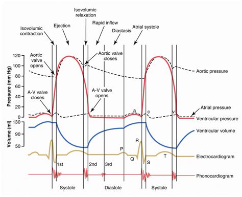 Phases Of The Cardiac Cycle Wiggers Diagram Cardiac Cycle Ph