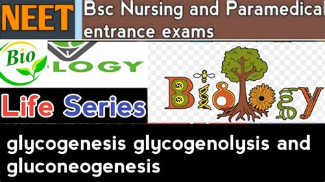 Neet And Bsc Nursing And Paramedical Entrance Exam Glycogenesis