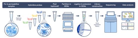 Illumina 10x Genomics Chromium Single Cell Gene Expression Flex