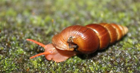 Top 10 Largest Snail Species In The World Freejobalertcom