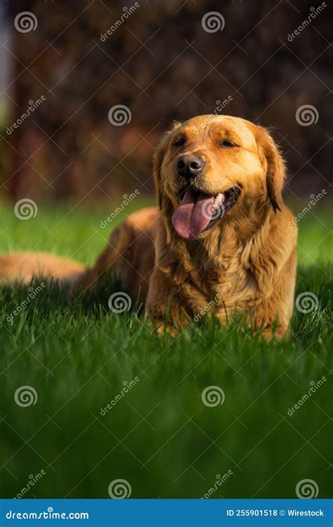 Toma Vertical Del Feliz Perro Recuperador De Oro Sentado En La Hierba