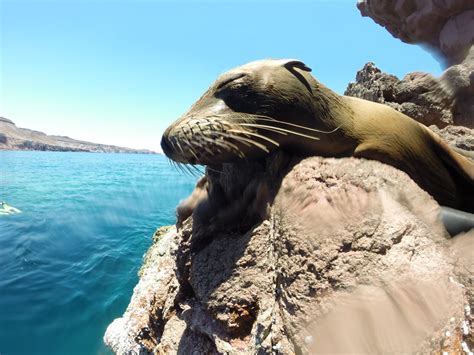 Tours En La Paz Isla Espíritu Santo Tiburón Ballena Scuba