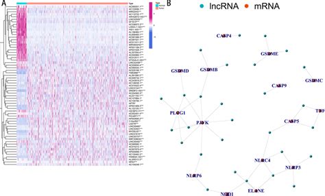 Identification Of Pyroptosis Related Lncrnas In Lscc Patients A