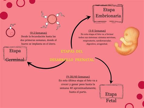 Mapa Mental De Las Etapas Del Desarrollo Prenatal Udocz Images The