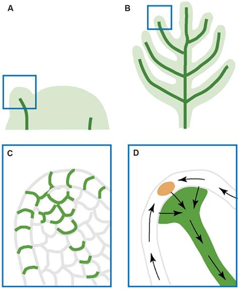 Llustration Of Auxin Transport During Leaf And Lateral Organ