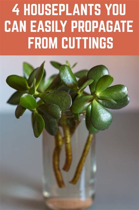 4 Houseplants You Can Easily Propagate From Cuttings House Plants