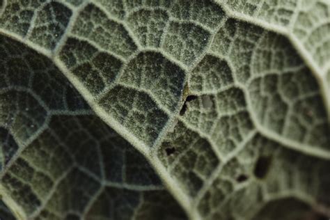 Free Picture Macro Texture Of A Veins Of Green Leaf