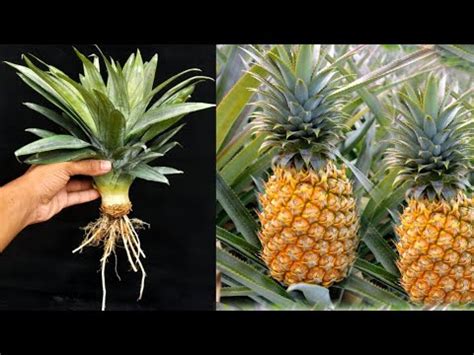 Tips For Growing Pineapple Super Fast From The Tops Discarded Can T Be