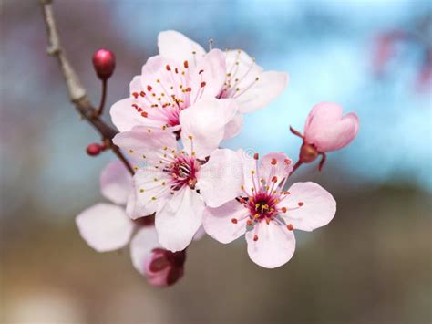 Japanese Plum Flowers Stock Photo Image Of Botany Leaf 38580982