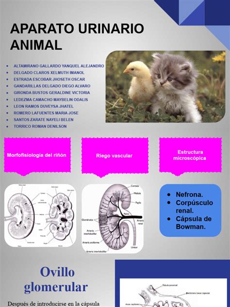 Aparato Urinario Animal Pdf Riñón Órgano Anatomía