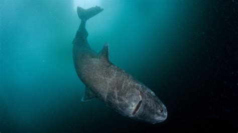 The Strange And Gruesome Story Of The Greenland Shark The Longest