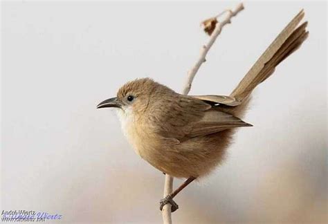 iraq babbler argya altirostris