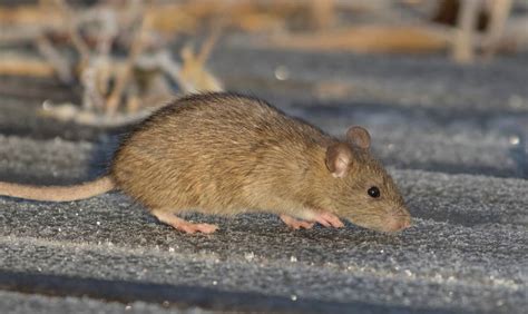 Éradiquer les rats facilement et durablement | KD Pro - Belfort, Haut-Rhin
