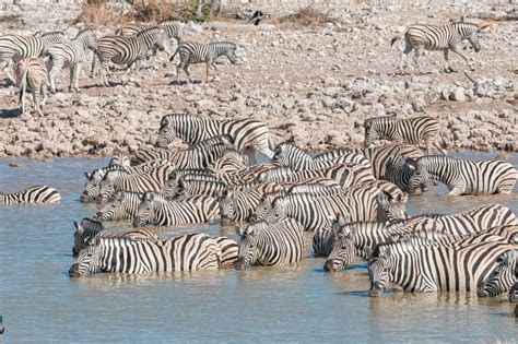 Agua Potable De Las Cebras De Burchells En Un Waterhole En Namib