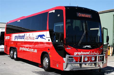 Greyhound Buses Deny Claims Of Live Baiting – The (un)Australian