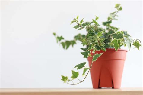 English Ivy Care Guide | LeafWise Plant Care