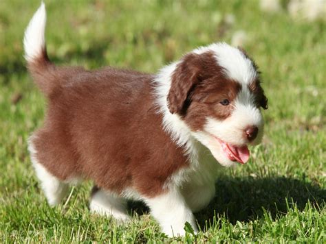 Bearded Collie Info Temperament Puppies Pictures