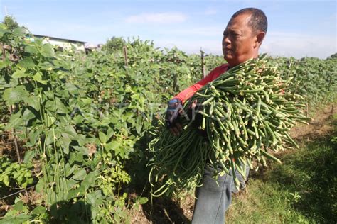 PETANI KACANG PANJANG ANTARA Foto