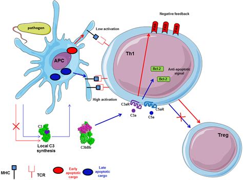 Frontiers Complement System Part Ii Role In Immunity