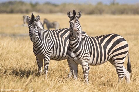 Botswanas Zebra Migrations Africa Geographic