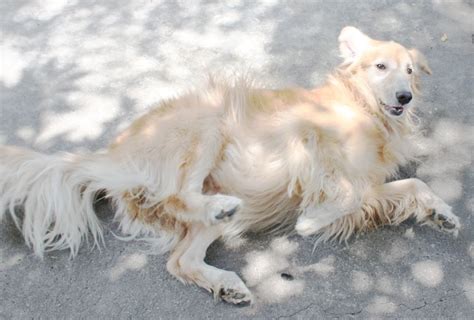 Borzoi Golden Retriever Mix - National Borzoi Club