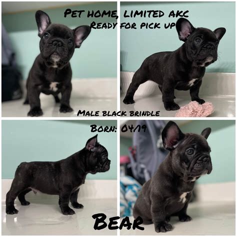 45+ Akc French Bulldog Breeders Texas Photos
