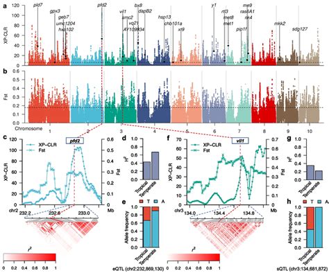 Genome Wide Analysis Of Selective Sweeps For Temperate Adaptation A