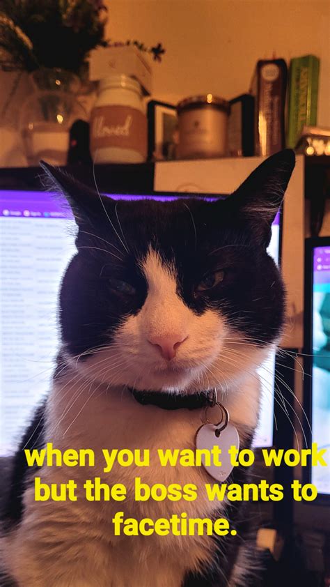 Boss Cat Blank Template Imgflip