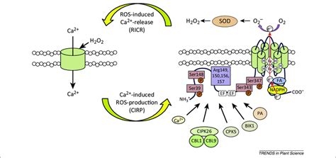 Integration Of Calcium Ca 2 And Reactive Oxygen Species ROS