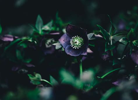 All You Ever Wanted To Know About The Magical Hellebore Plant Garden