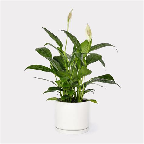 Peace Lily Plant Indoor House Plant - Flower Addict Plant Singapore