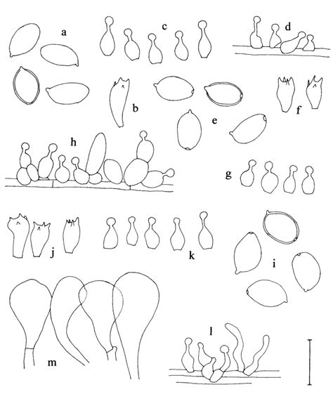 Conocybe enderlei (a-spores, b-basidium, c-cheilocystidia ...